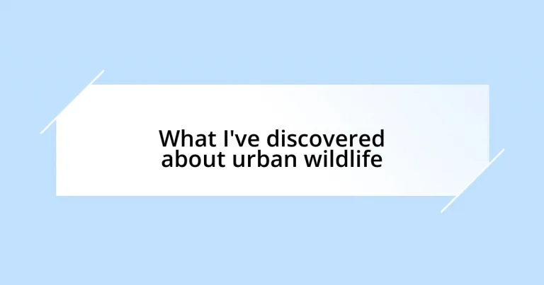 What I’ve discovered about urban wildlife